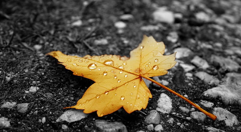 Raindrops on fallen leaf, leaves, graphy, autumn, drops, nature, abstract, leaf, fall, raindrops, HD wallpaper