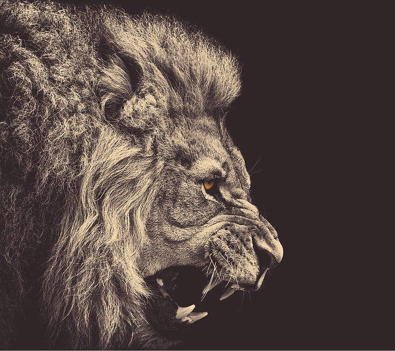 Lion, animal, HD wallpaper