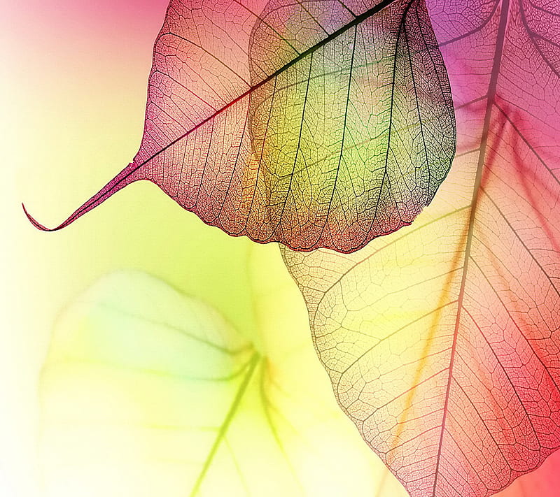 Transparent Leaves, autumn, leaves, HD wallpaper