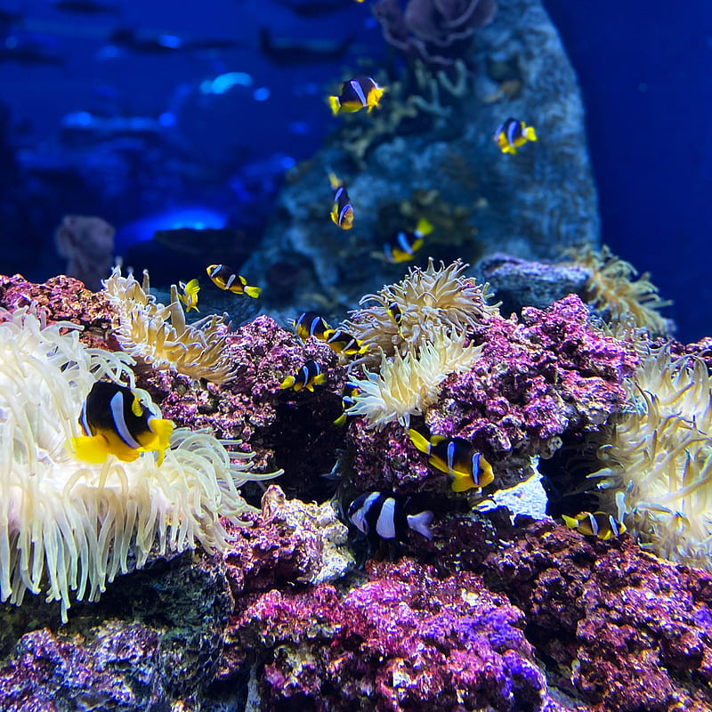 clown fish, fish, corals, reef, underwater, HD phone wallpaper