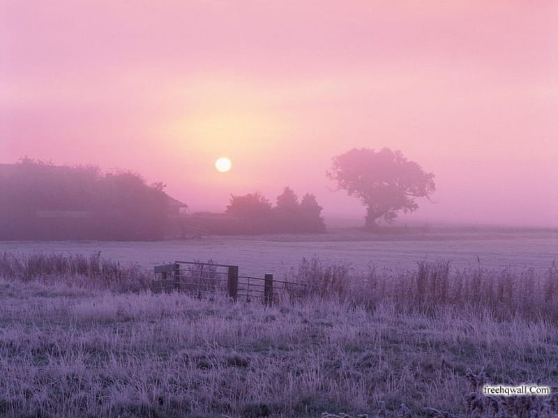Misty Dawn, dawn, fields, sunrise, mist, HD wallpaper