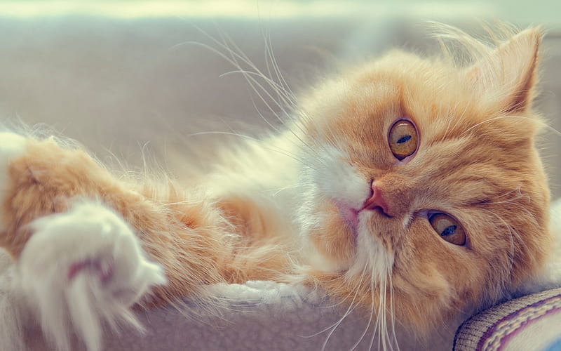Persian Cat, ginger cat, pets, muzzle, fluffy kitten, domestic cats, Persian, cats, HD wallpaper