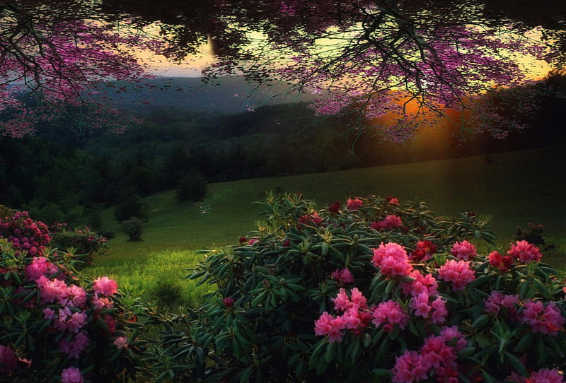 Magic Spring, hills, forest, pink flowers, flowerd trees, green, grass, bonito, sunset, HD wallpaper