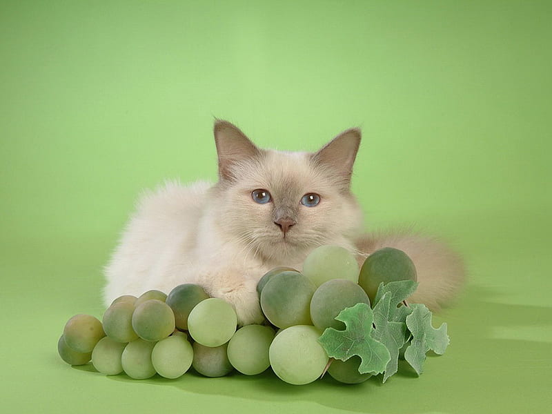 Kitten And Grapes Fruit Grape Feline Cat Kitten Animal Sweet Hd