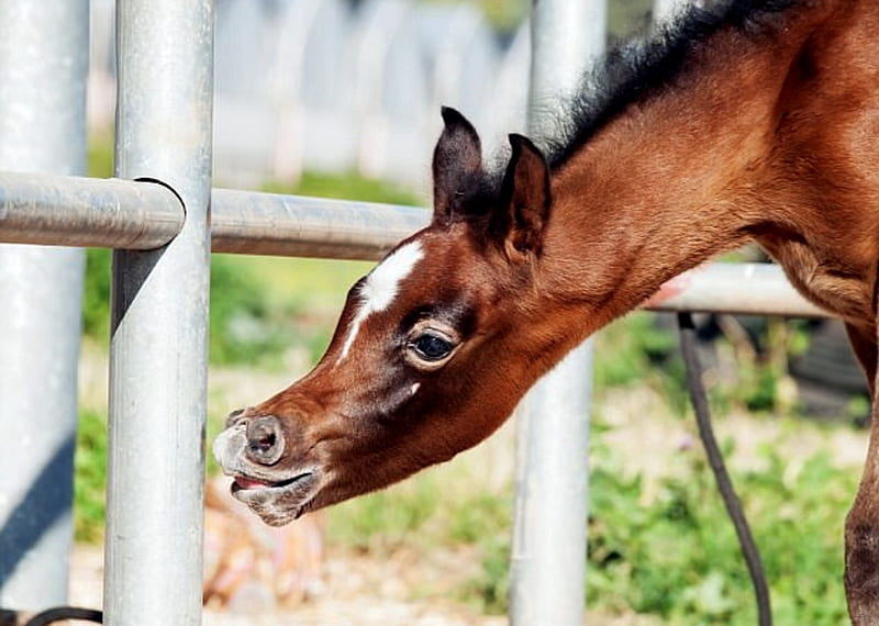 Caballos Bebe Divertidos Gracioso Bebe Marron Caballos Fondo De Pantalla Hd Peakpx