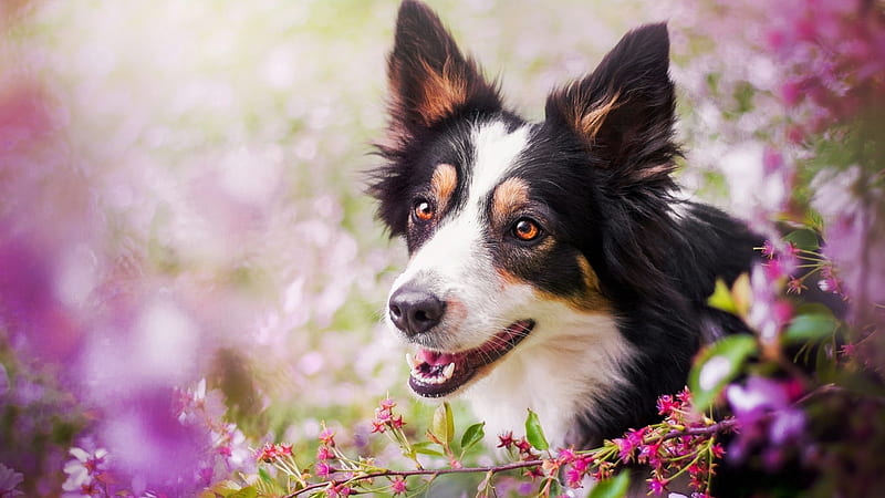 Pies, Kwiaty, Galazka, Mordka, HD wallpaper