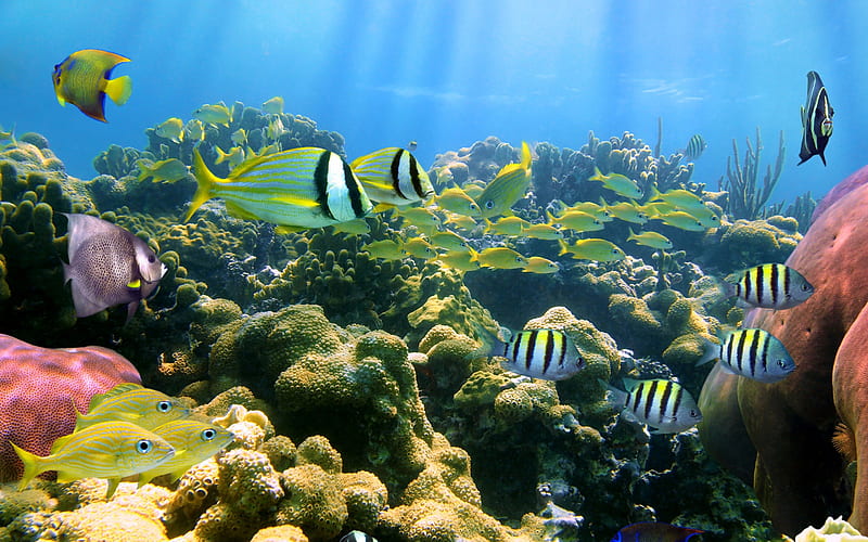 Colorful Coral Reef & Fish, Fish, Coral Reefs, Sealife, Oceans, Underwater, Nature, HD wallpaper