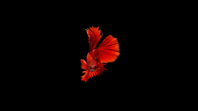 Red Betta Fish, Black, Red, Fish, Water, Betta, Aquarium, HD wallpaper