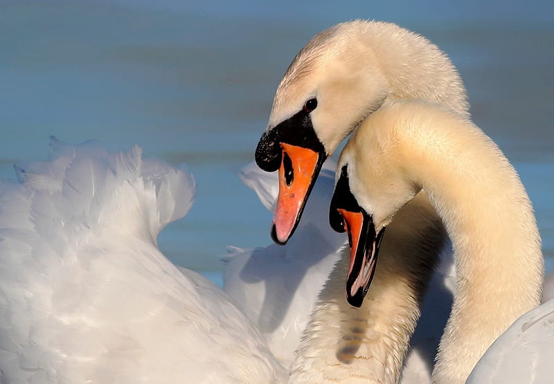 *** Swan love ***, love, birds, swan, animals, animal, HD wallpaper