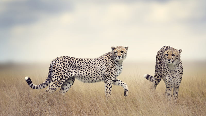 cheetah Africa, wildlife, HD wallpaper