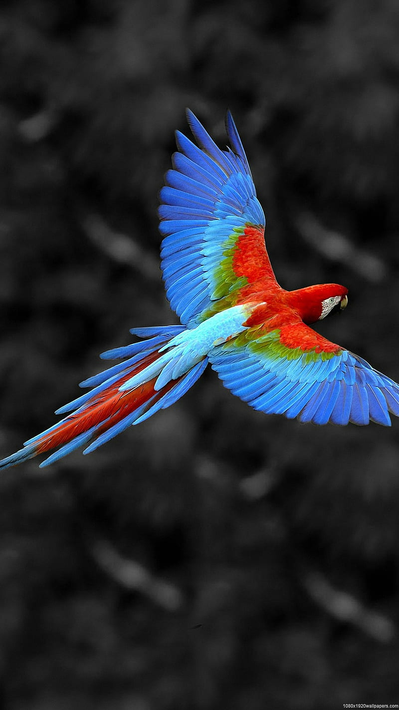 Parrot, bird, birds, blue, colourful, feathers, flying, red, HD phone wallpaper