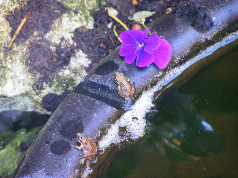 My baby frogs, pond, frogs, water, flower, babies, HD wallpaper