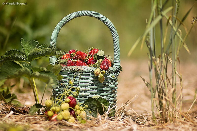 ❤️, Fruits, Garden, Strawberries, Basket, HD wallpaper