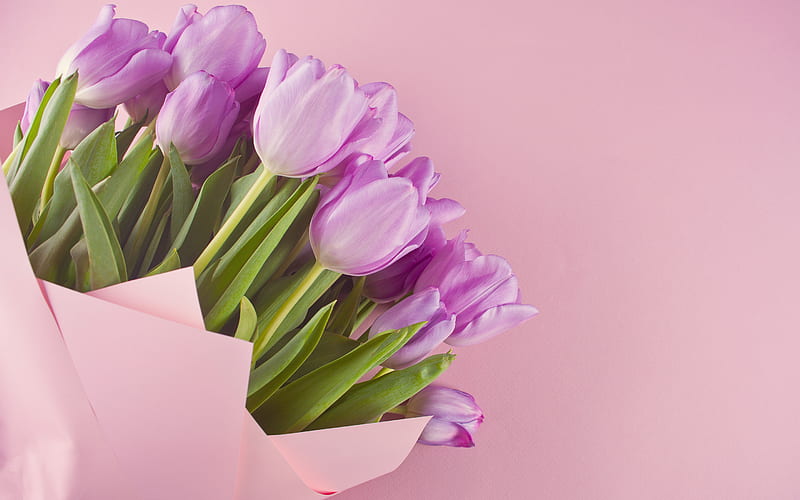 purple tulips, beautiful bouquet, spring flowers, tulips, pink background, floral background, HD wallpaper