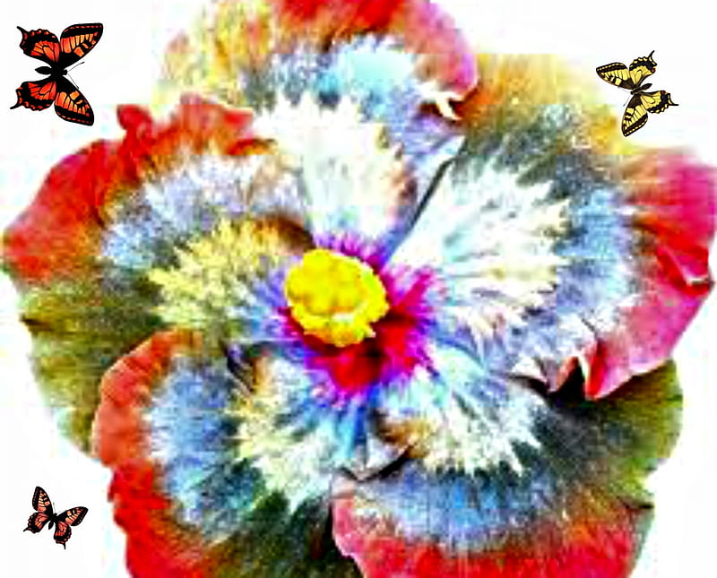 Giant Rainbow Hibiscus Flower, Rainbow, Hibiscus, Giant, Flower, HD wallpaper