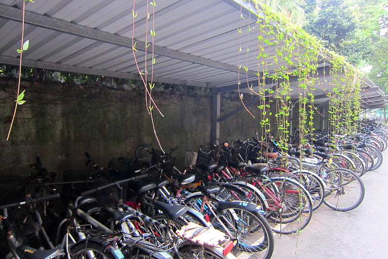 Bicycle shed in the university, the campusplant, university, climbing plants, bicycle shed, HD wallpaper