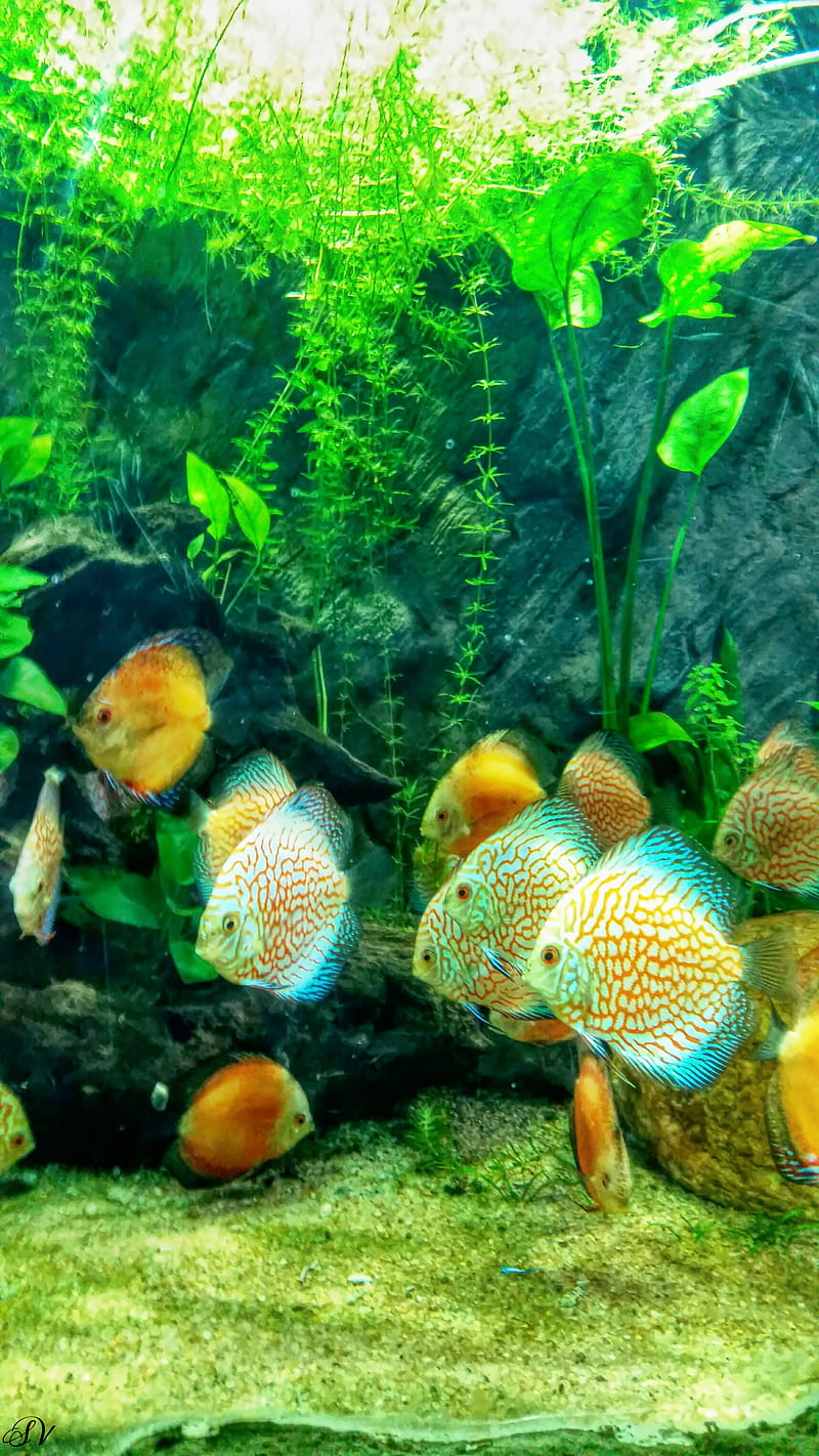Fish Tank, aquarium, diving, flower, grass, green, neon, ocean, water, HD phone wallpaper