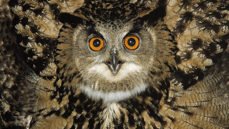 *** Owl and her big eyes ***, oczy, zwierzeta, sowa, ptaki, HD wallpaper