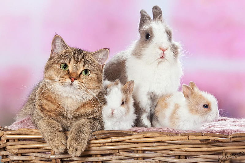 Cat with rabbits., rabbit, pose, basket, cat, animal, HD wallpaper Cat with rabbits., rabbit, pose, basket, cat, animal, HD wallpaper