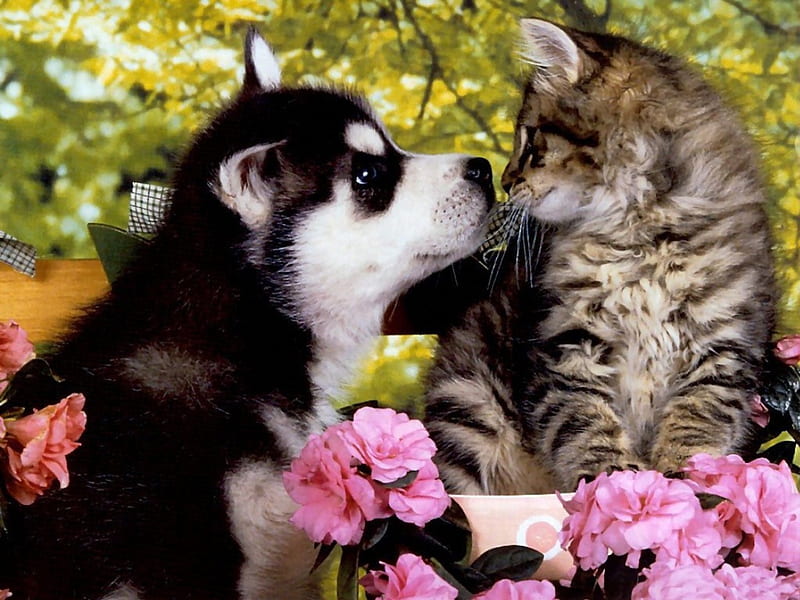 Huskie puppy and a kitten, feline, cannie, flowers, kitten, dog, HD wallpaper