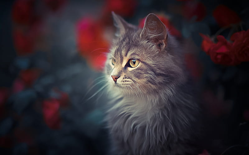 Maine Coon Cat, flowers, fluffy cat, close-up, cute animals, gray Maine Coon, bokeh, pets, cats, domestic cats, Maine Coon, HD wallpaper