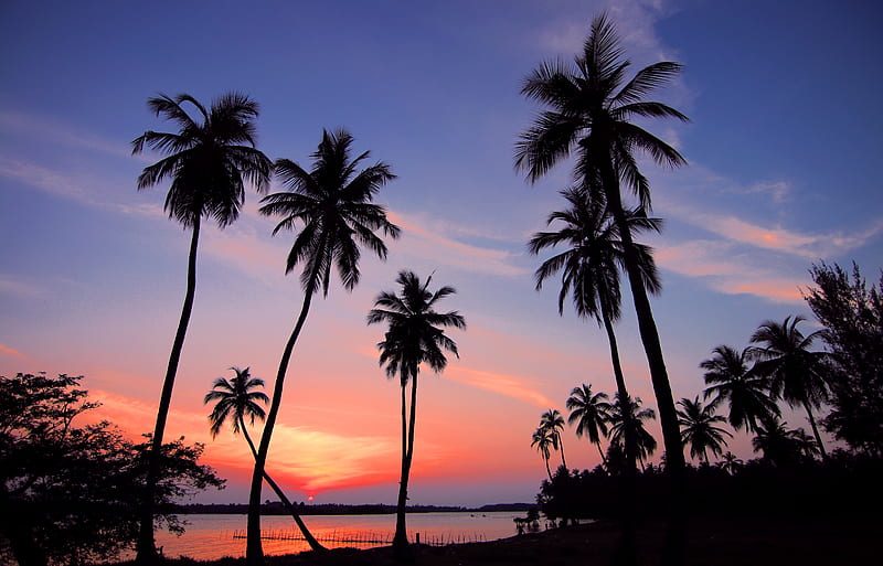 Silhouette of Palm Trees Near Shoreline, HD wallpaper
