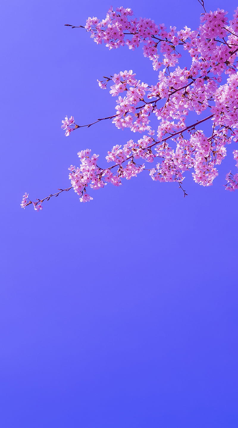 sakura, flowers, pink, bloom, branches, sky, HD phone wallpaper
