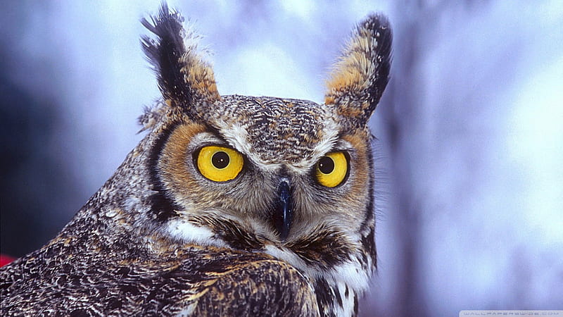 eagle owl, owl, eagle, bird, blue, HD wallpaper