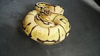 bumble bee ball python2, ball python, bumble bee, bumble bee ball python, morphs, bp, reptil, ular, wallpaper HD