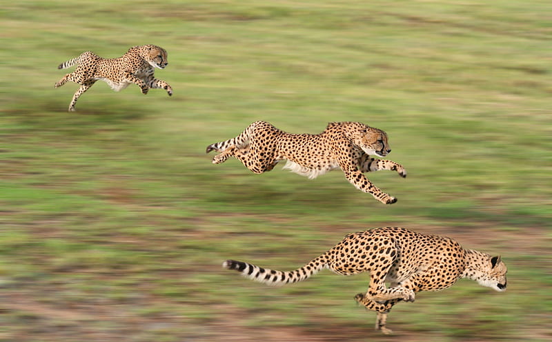 Cheetah, Fast, runner, animal, HD wallpaper | Peakpx