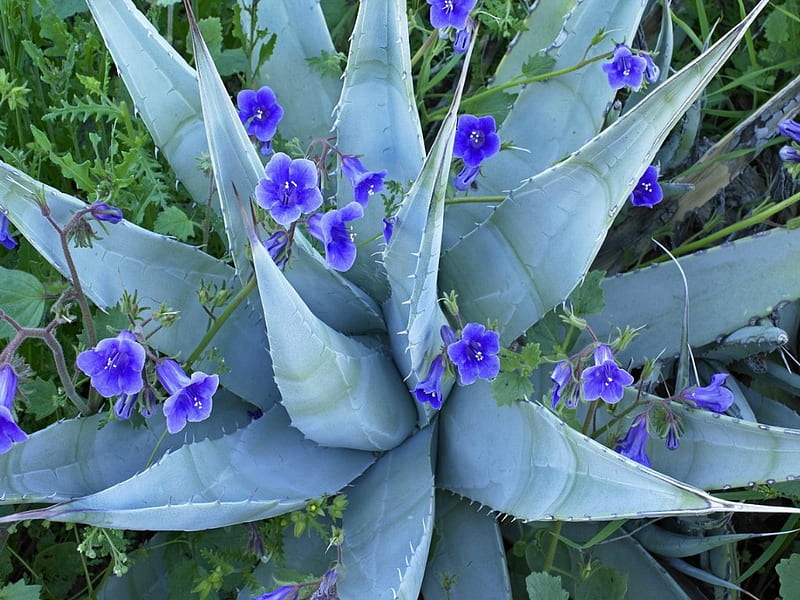 Pequeñas flores alrededor de cactus, pequeñas, azules, flores, cactus,  Fondo de pantalla HD | Peakpx