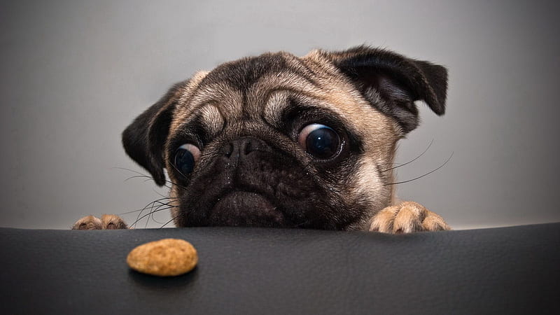 Sad Pug Dog Face For Cookies Sad, HD wallpaper