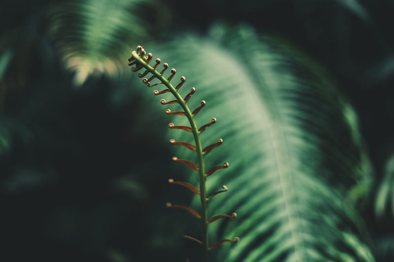 fern, branch, leaves, tropical, plant, HD wallpaper
