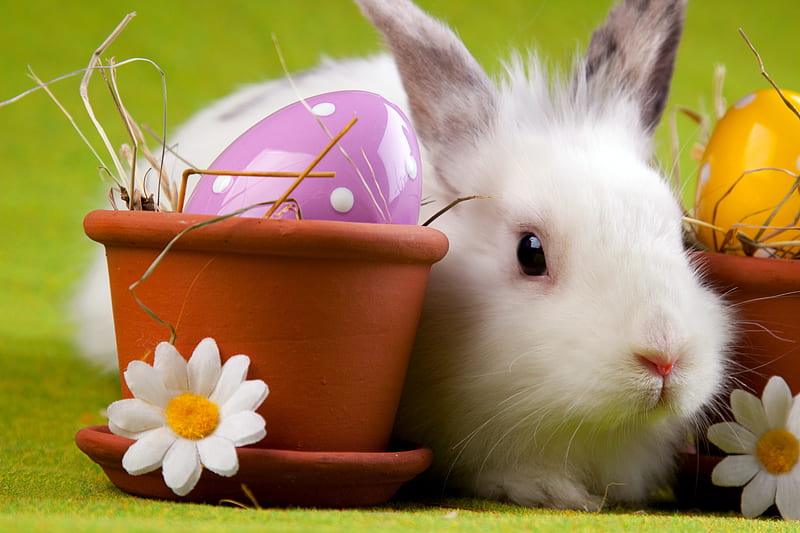 Easter, pretty, bonito, small, animal, sweet, graphy, nice, flowers, harmony, rabbit, lovely, holiday, daisies, cool, eggs, flower, HD wallpaper