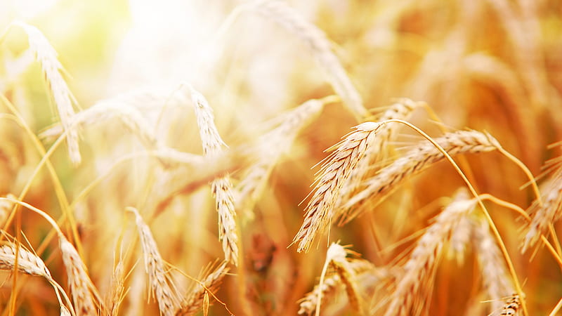 Ready To Harvest, fall, autumn, harvest, grain, grass, wheat, gold, summer, sunshine, oats, light, HD wallpaper