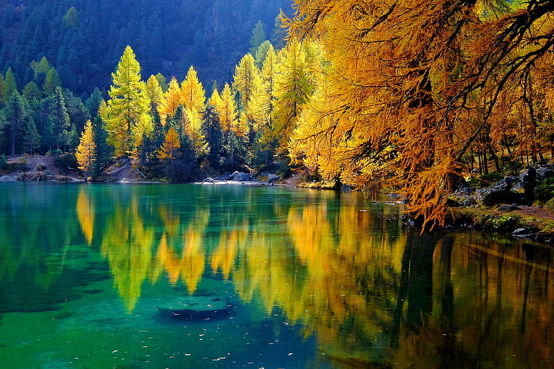 Autumn trees reflected in a lake, mirror, tranquility, golden, reflection, fall, autumn, trees, serenity, forest, HD wallpaper
