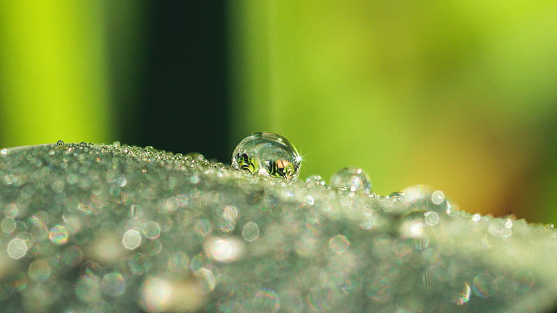 Leaf Dew Drops Blur Green Background Nature, HD wallpaper
