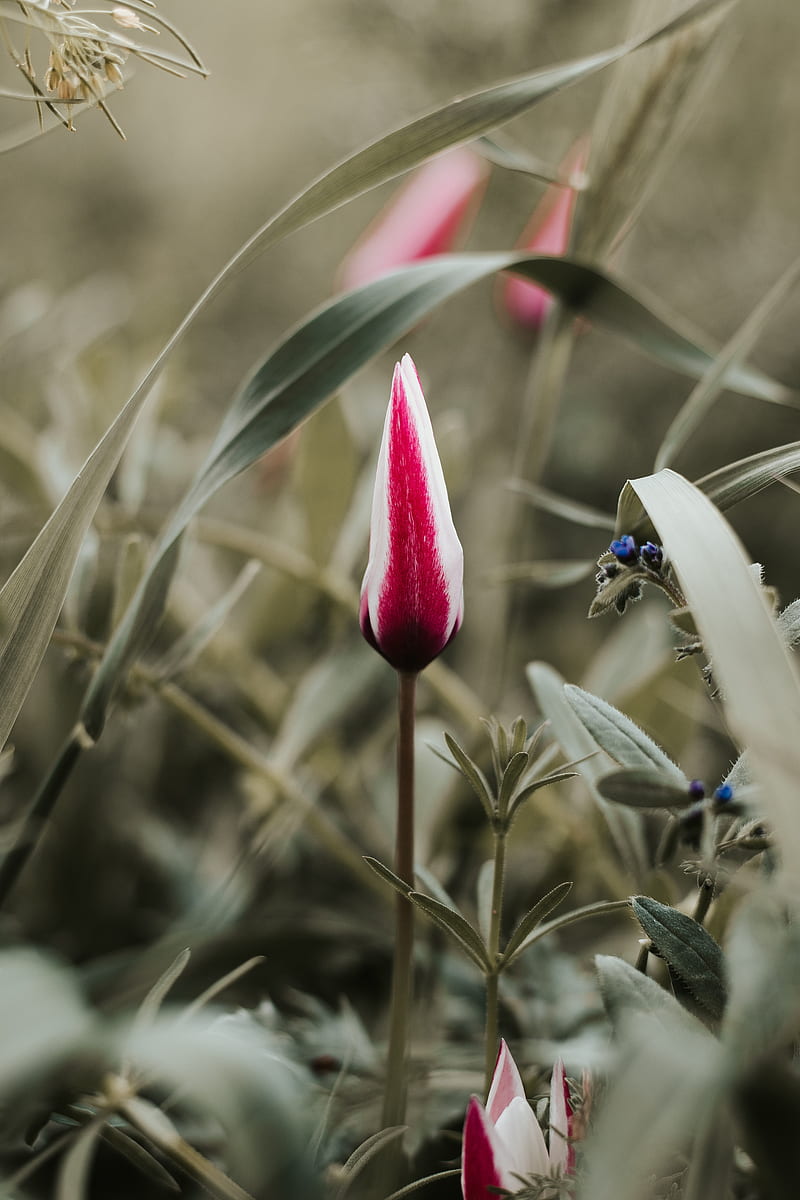 tulip, flower, bud, red, white, HD phone wallpaper