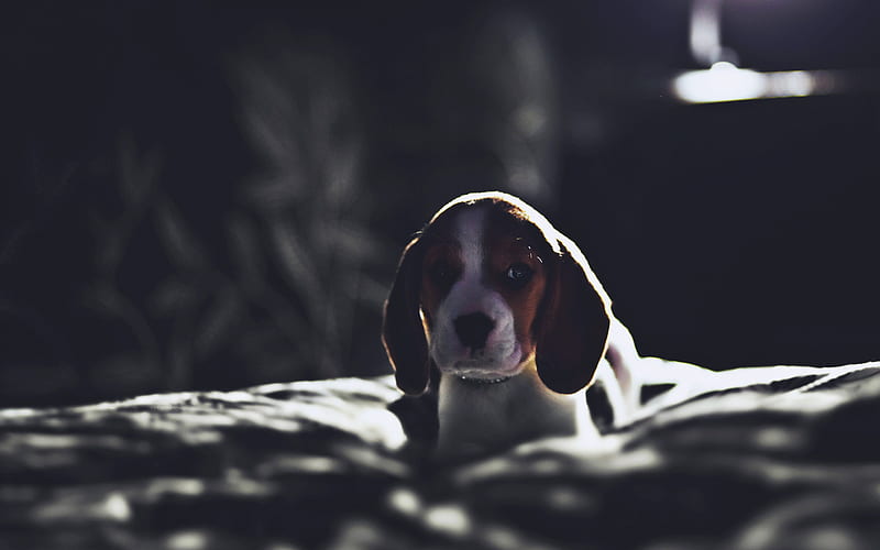 small beagle, puppy, darkness, cute dog, pets, dogs, beagle, sad dog, cute animals, Beagle Dog, HD wallpaper