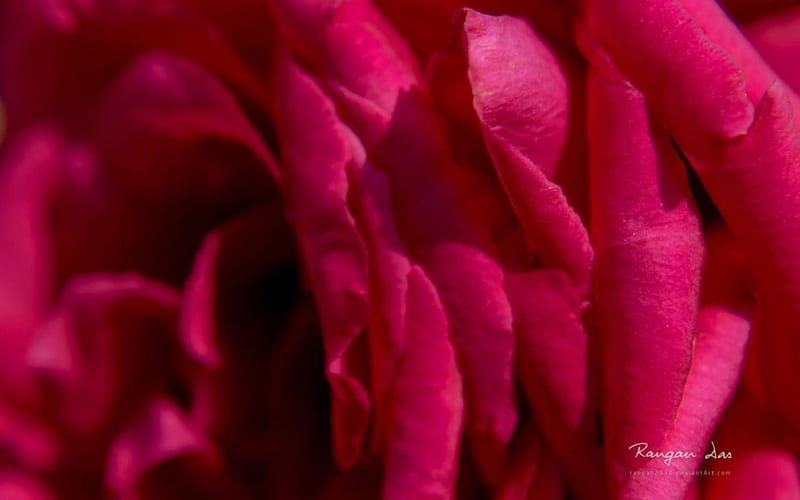 Garden glimpses VI., rose abstract, red rose, pink rose, graphy macro, flowers, nature, petals, HD wallpaper