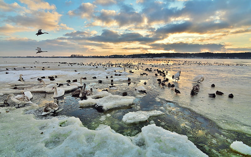 Swans and Ducks in Winter, water, ducks, ice, clouds, lake, swans, winter, HD wallpaper