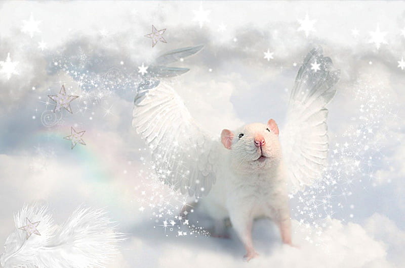 Hamster Angel, heaven, hamster, white, angel, HD wallpaper