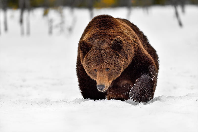 Bears, Bear, Snow, Winter, HD wallpaper