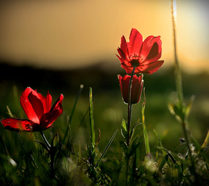 Red Poppies, poppies, red, HD wallpaper
