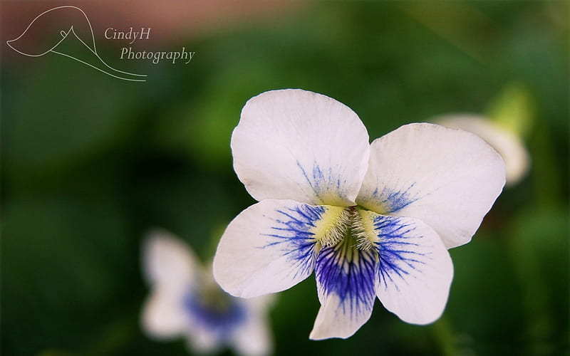 white violets-Amazing flowers graphy, HD wallpaper