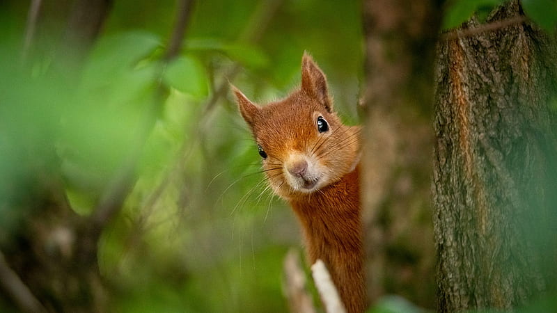 Eurasian Red Squirrel Squirrel, HD wallpaper