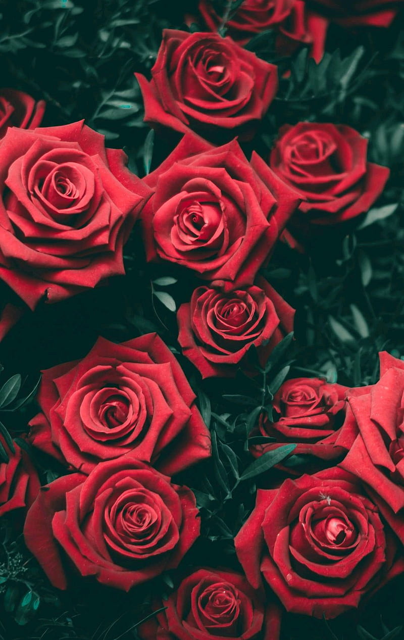 Red rose, apple, baby, cute, girly, heart, HD phone wallpaper | Peakpx