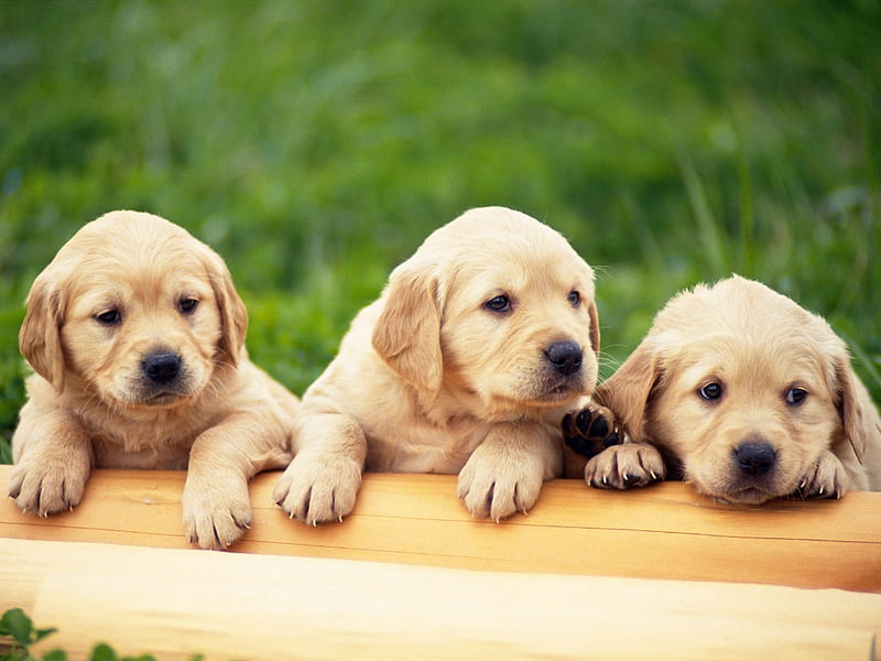 MORE PUPS UP FOR ADOPTIONS, cute, adorable, pups, sweet, HD wallpaper