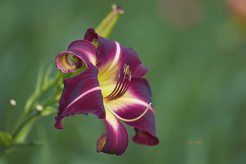 Lily , Lily, Flowers, Burgundy, Nature, HD wallpaper