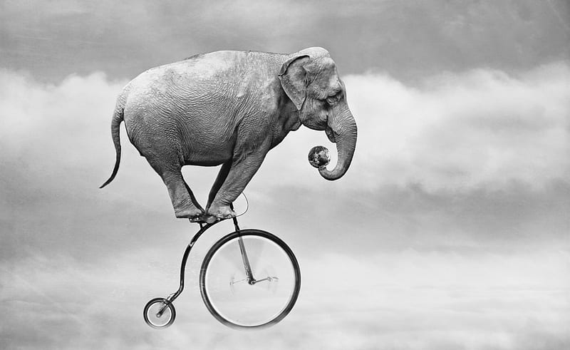 Details More Than 73 Funny Elephant Wallpaper Latest Vn